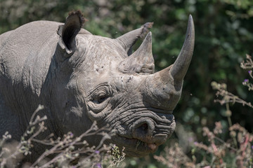 Obraz premium czarny nosorożec w buszu