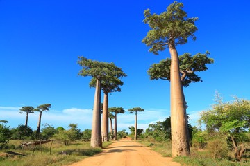 バオバブ街道、マダガスカル、アフリカ