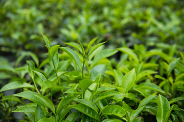 Green Tea Buds 