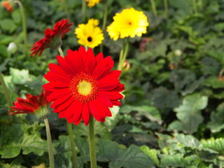 Colorful Red Pink Orange and Yellow gerbera daisy in the garden with natural light in the morning. Travel in Dalat City, Vietnam in 7th December, 2012