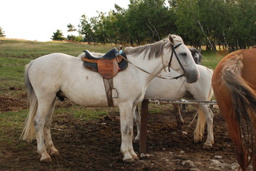 Horses in the meadow