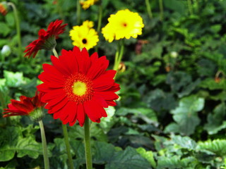 Colorful Red Pink Orange and Yellow gerbera daisy in the garden with natural light in the morning. Travel in Dalat City, Vietnam in 7th December, 2012