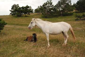 Horses in the meadow