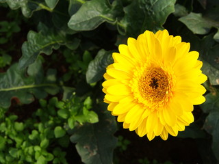 Colorful Red Pink Orange and Yellow gerbera daisy in the garden with natural light in the morning. Travel in Dalat City, Vietnam in 7th December, 2012