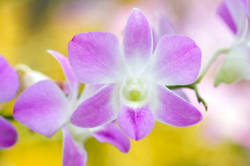 Naklejka na ściany i meble purple orchids or violet orchids isolated on blurred background