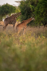 giraffes eating leaves