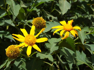 Yellow Wild sunflowers, Da quy flower also name Mexico sunflower. Natural light in the morning. Travel in Dalat City, Vietnam in 7th December, 2012