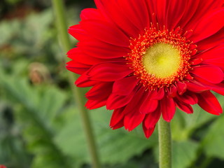 Colorful Red Pink Orange and Yellow gerbera daisy in the garden with natural light in the morning. Travel in Dalat City, Vietnam in 7th December, 2012