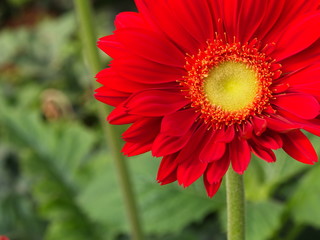 Colorful Red Pink Orange and Yellow gerbera daisy in the garden with natural light in the morning. Travel in Dalat City, Vietnam in 7th December, 2012