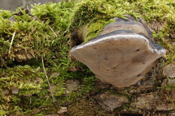 Mushroom in the forest, photo Czech Republic, Europe