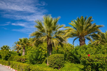 Fototapeta na wymiar Date palms with a blue clear sky in Hammamet Tunisia