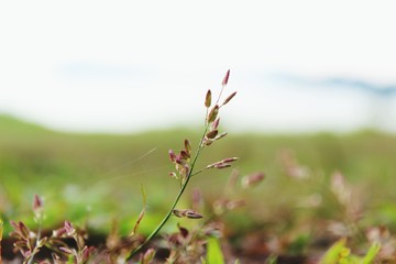 flowers on a background of blue sky