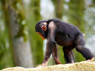 Bébé Chimpanzé