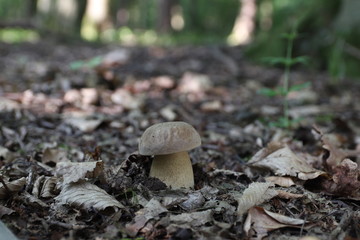 Mushroom in the forest, photo Czech Republic, Europe