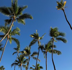 Obraz na płótnie Canvas Palm Tree Paradise
