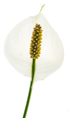 flower on the white