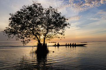 Silhouette of Mangrove apple tree with sunrise sky background, Cork tree