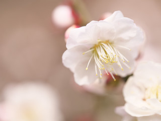 梅の花・春の誘い