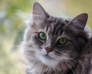 Cat portrait closeup