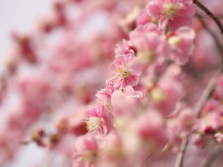 梅の花・春の誘い