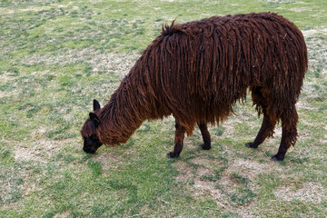 Alpaka w Peru © Miroslaw