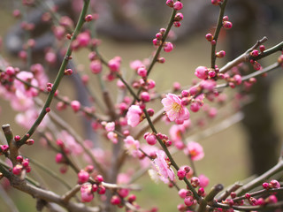 梅の花・春の誘い