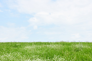 Meadow meets the sky: plain field with green grass and white wild flowers touch blue sky with fluffy clouds on sunny summer day. Background with Empty space for your design