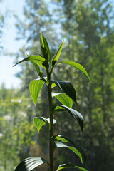 Green leaves of lily on the balcony in sunny summer day.