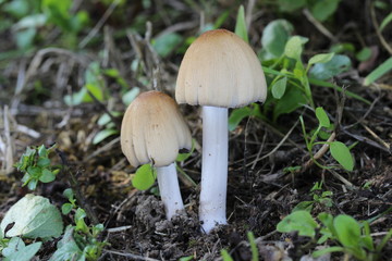 Mushroom in the forest, photo Czech Republic, Europe