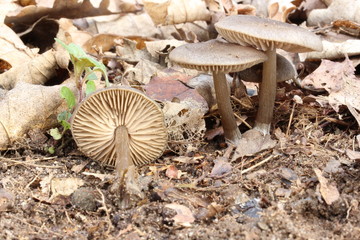 Mushroom in the forest, photo Czech Republic, Europe