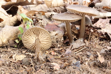 Obraz premium Mushroom in the forest, photo Czech Republic, Europe