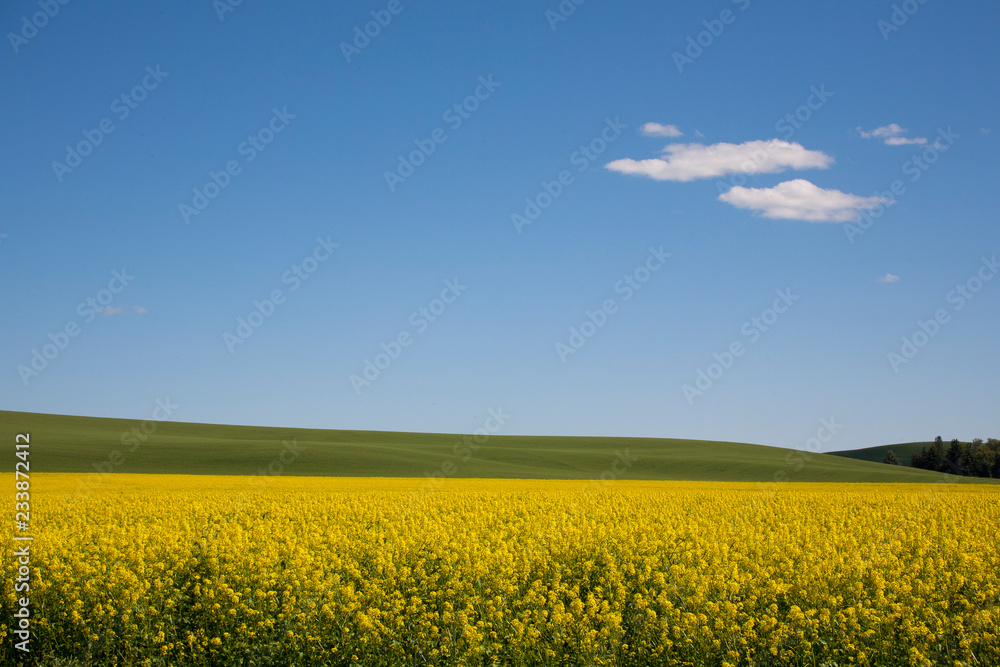 Sticker yellow field of rape