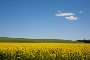 yellow field of rape