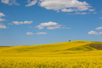 yellow field and blue sky