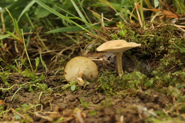 Mushrooms in the forest, photo Czech republic, Europe