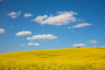 Obraz premium yellow field and blue sky