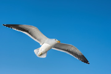 Fototapeta na wymiar gulls in Namibia