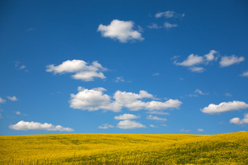 yellow rape field and blue sky