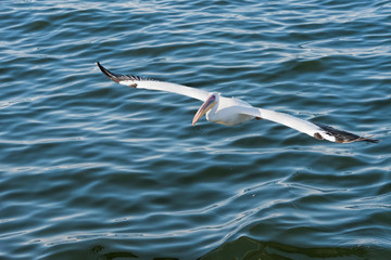 Fototapeta na wymiar white pelican in Namibia