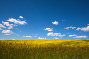 Fototapeta premium yellow rape field and blue sky