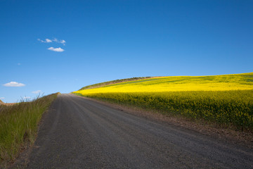 Naklejka premium road in the field