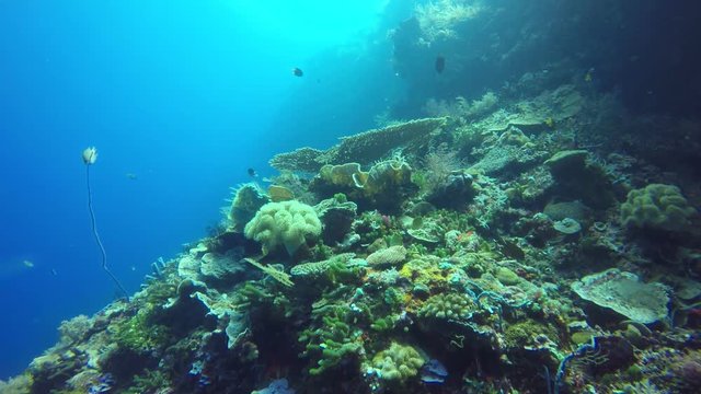 Coral reef underwater 