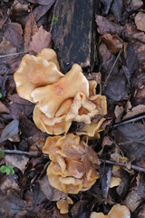 Mushrooms toadstools. bright small poisonous mushrooms toadstool group psilocybin.