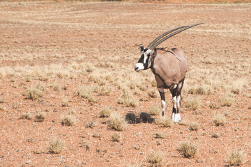 oryx in namibia