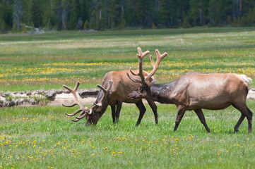 Elk in yellowstone national park