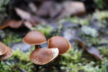 Mushrooms toadstools. bright small poisonous mushrooms toadstool group psilocybin.
