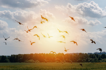 a flock of pigeons flying in the blue sky among the clouds and sunlight, the concept of freedom