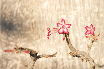 desert pink adenium