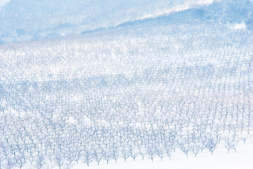 Obraz premium Orchard, winter