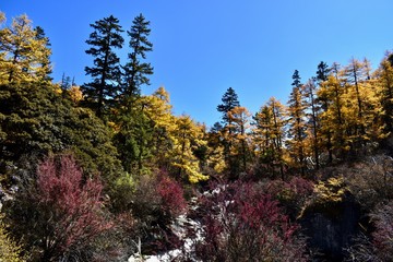 Autumn forest and river in Daocheng Yading Nature Reserve, Sichuan, China.